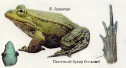 Rana lessonae